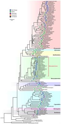 Comparative Genomics Reveals Evolutionary Traits, Mating Strategies, and Pathogenicity-Related Genes Variation of Botryosphaeriaceae